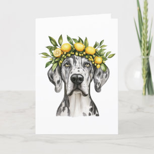Danke Merle Great Dane Dog Lemon Crown