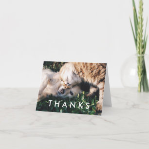 Danke, mit Katze und Hund zu kardieren Dankeskarte