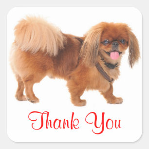 Danke Pekingeser Welpen-Hund Grüß Aufkleber