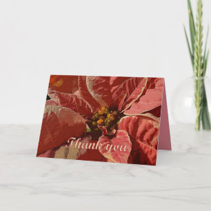 Danke Pink und Cream Poinsettias