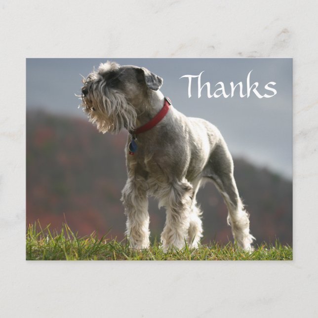 Danke Schnauzer Puppy Dog Grußkarte Postkarte (Vorderseite)