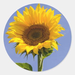 Danke Sonnenblumen-Gelb-Blumen-Aufkleber Runder Aufkleber