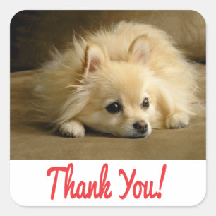 Danke Spitz Puppy Docking Stickers / Labels