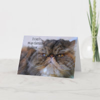 Danke stolzer Kaliko-persische Miezekatze-Karte