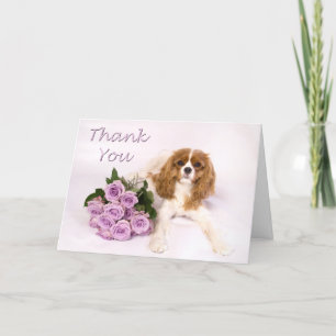 Danke unbekümmerte Königcharles Spaniel-Rosen