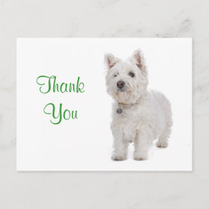 Danke White Westie Welppy Dog Gruß Postkarte
