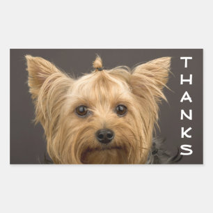 Danke Yorkshire Terrier Puppy Dog Stickers