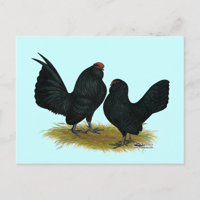 D'Anvers Black Bantams Postkarte (Vorderseite)