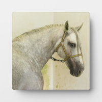 Daple Gray Andalusisches Pferd