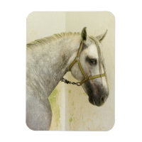 Daple Gray Andalusisches Pferd
