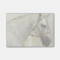 Daple Gray Andalusisches Pferd