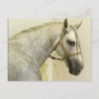 Daple Gray Andalusisches Pferd