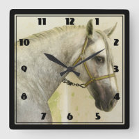 Daple Gray Andalusisches Pferd