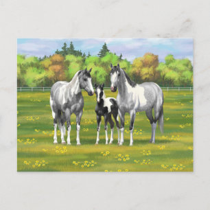 Daple Gray Pinto Paint Horses In Summer Pasta Postkarte