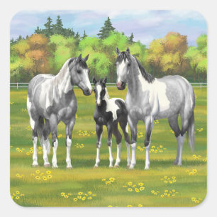 Daple Gray Pinto Paint Horses In Summer Pasta Quadratischer Aufkleber