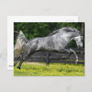 Daple Gray Rocky Mountain Pferde springen Postkarte