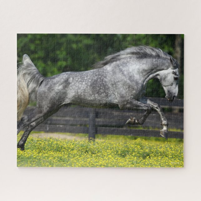 Daple Gray Rocky Mountain Pferde springen Puzzle (Horizontal)
