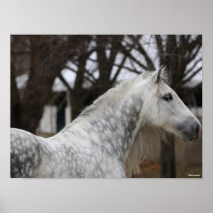 Dapple Gray Andalucian Stallion Headshot Poster