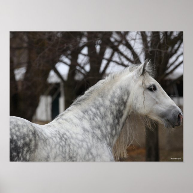 Dapple Gray Andalucian Stallion Headshot Poster (Vorne)