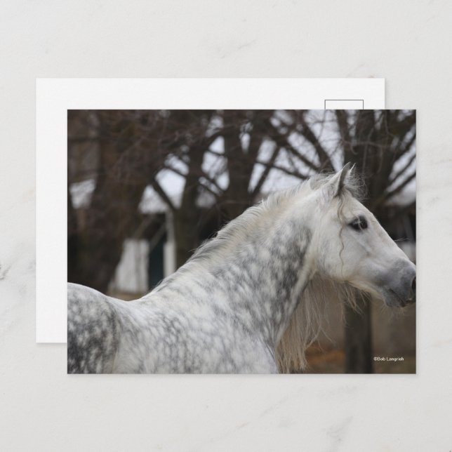 Dapple Gray Andalucian Stallion Headshot Postkarte (Vorne/Hinten)