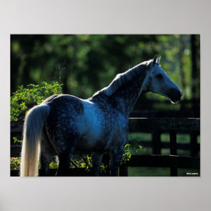 Dapple Gray Hanoverian Hallion Stehend Poster