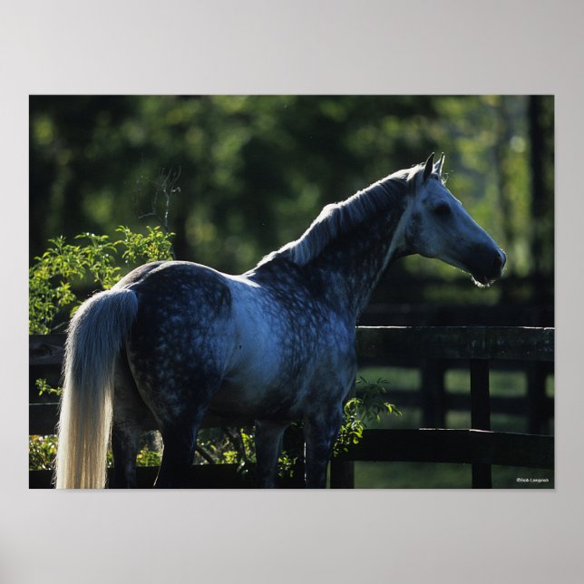 Dapple Gray Hanoverian Hallion Stehend Poster (Vorne)