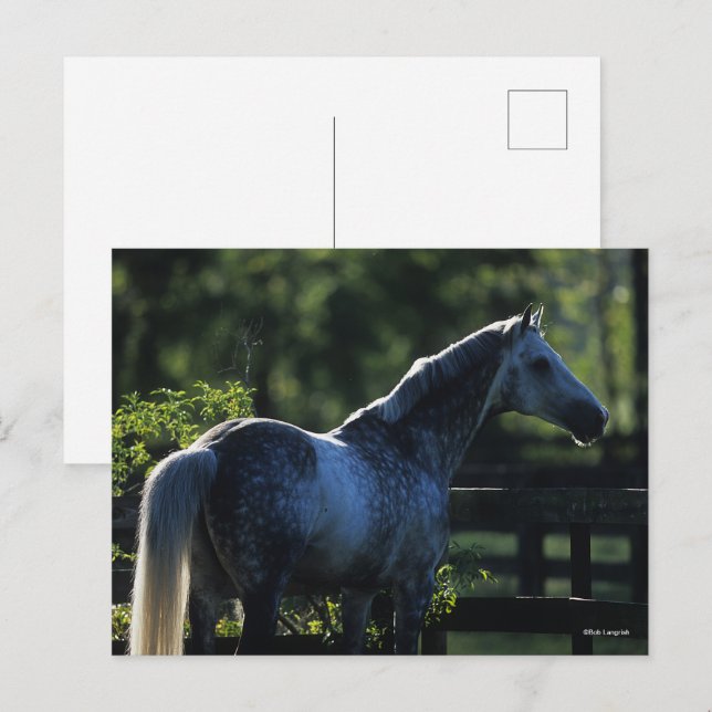 Dapple Gray Hanoverian Hallion Stehend Postkarte (Vorne/Hinten)