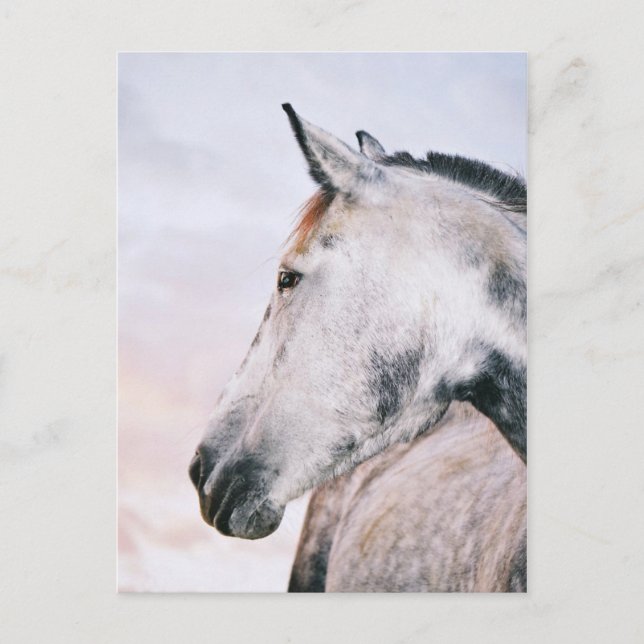 DAPPLE GRAY HEADSHOT POSTCARD POSTKARTE (Vorderseite)