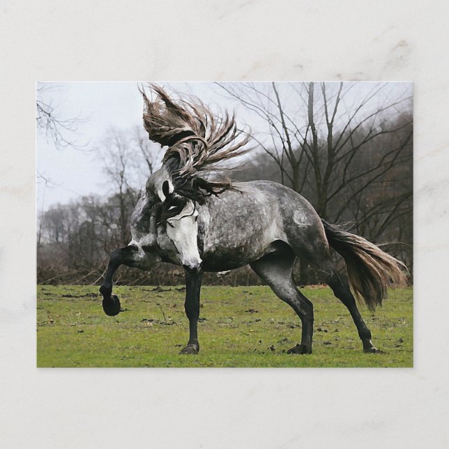 Dapple Gray Postkarte (Vorderseite)