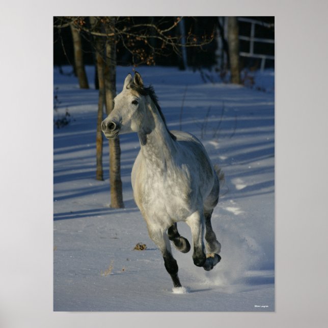 Dapple Gray Trakehner im Schnee Poster (Vorne)