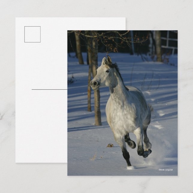 Dapple Gray Trakehner im Schnee Postkarte (Vorne/Hinten)