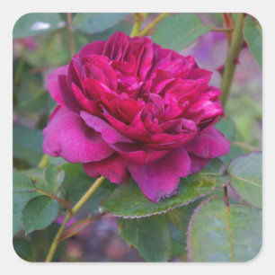 Darcey Bussell Aufkleber Rosen-#1