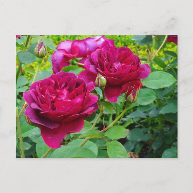 Darcey Bussell Rose #2 Postcard Postkarte (Vorderseite)