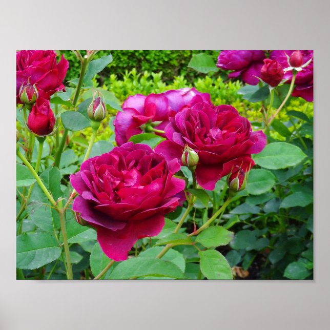 Darcey Bussell Rose #2 Poster (Vorne)