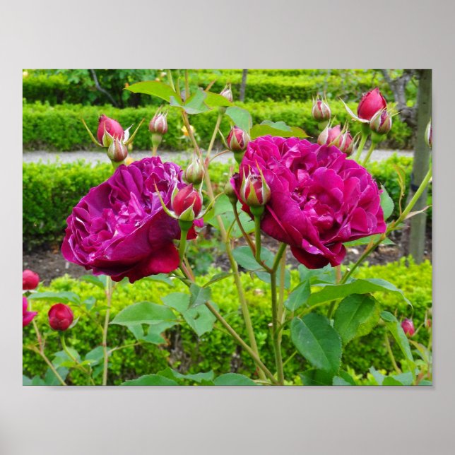 Darcey Bussell Rose #3 Poster (Vorne)