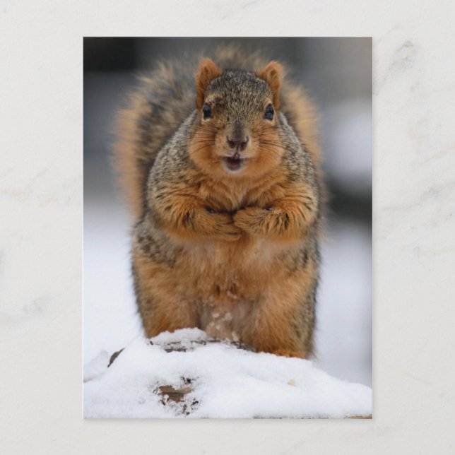 Darf ich mich vorstellen? postkarte (Vorderseite)