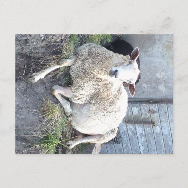 Dåris - das coolste Mutterschaf im Dorf Postkarte (Vorderseite)