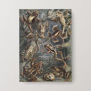 Dark Academia Haeckel Vintage Frosch Natur Druck Button