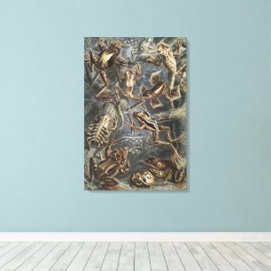 Dark Academia Haeckel Vintage Frosch Natur Druck Leinwanddruck