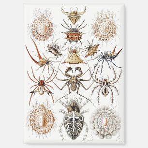 Dark Academia Haeckel Vintage Spinne Symmetrie Kun Magnet