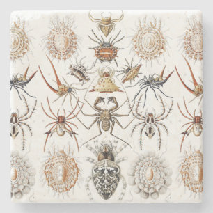 Dark Academia Haeckel Vintage Spinne Symmetrie Kun Steinuntersetzer