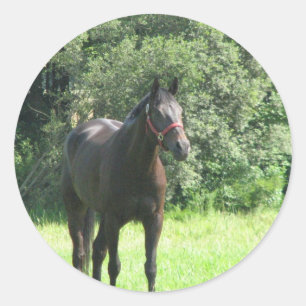 Dark Bay Horse Sticker