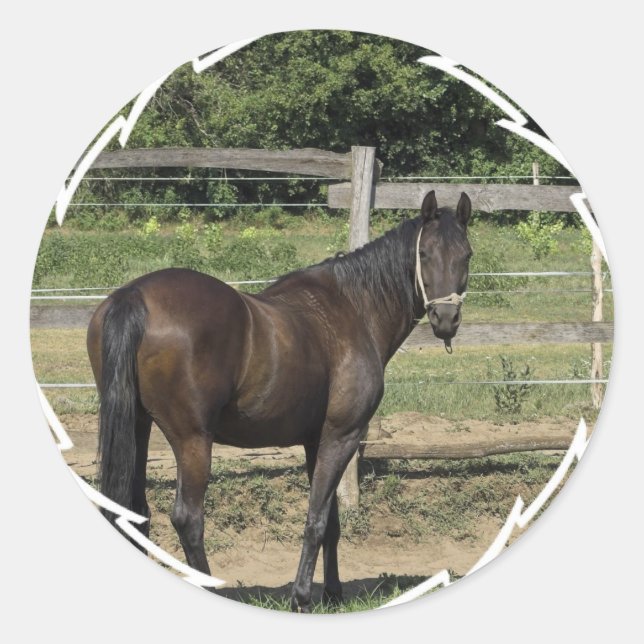 Dark Bay Thoroughbred Stickers (Vorderseite)