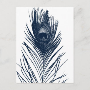 Dark Blue Peacock Feather Postcard Postkarte
