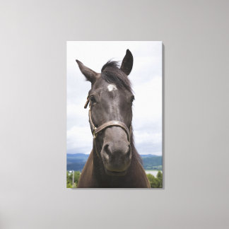 Dark Brown Horse Leinwanddruck