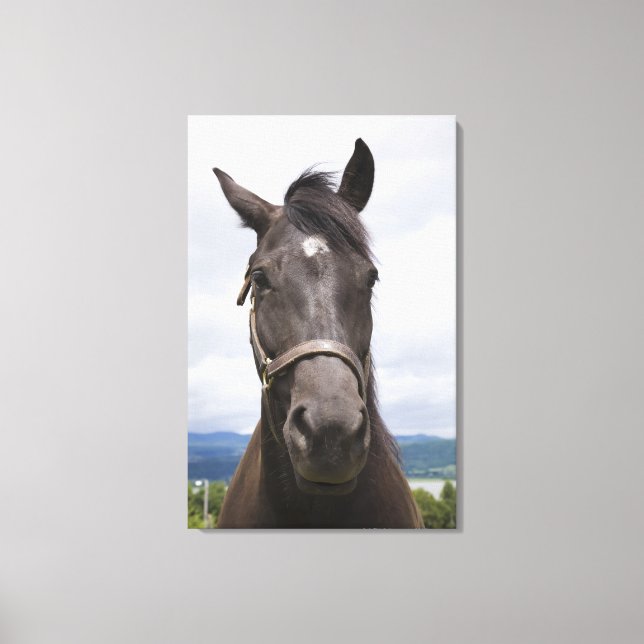 Dark Brown Horse Leinwanddruck (Vorderseite)