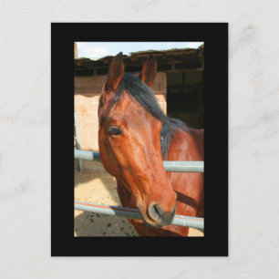 Dark Brown Horse Postcard Postkarte
