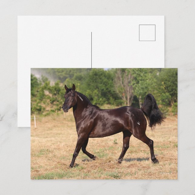 Dark Brown Spanish Mustang Mare Walking Postkarte (Vorne/Hinten)