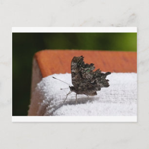 Dark Camouflage Butterfly Postkarte