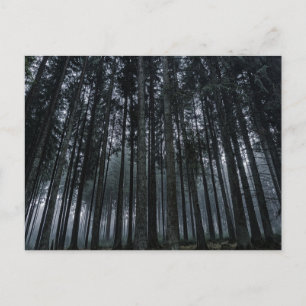 Dark Forest Log Tree Mood Postcard Postkarte